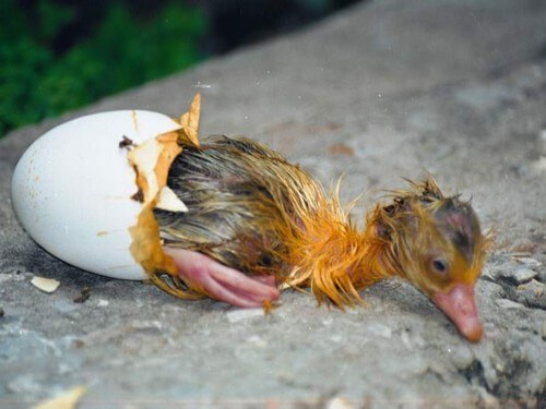 עולם האווז- מהביצה לאפרוח